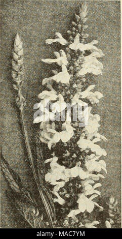 . Dreer's midsummer list 1934 . Salvia azurea grandiflora Salvia 3928 Azurea grandiflora {Azure Sage). Long spikes closely set with sky blue flowers during August and September. 3 feet. Pkt. 15c; special pkt. 60c. 3929 Farinacea {Mealycup Salvia). Long spikes of light blue flowers borne profusely from August until frost. Requires protection; 2 to 3 feet. Pkt. 10c; special pkt. 50c; J oz. 75c. 3927 Farinacea, Blue Bedder. This new variety is a great improvement over Farinacea. The plants are of more com- pact habit and the flowers are of a better light blue color. Blooms freely from August unti Stock Photo