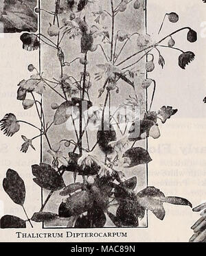 . Dreer's midsummer list 1932 . Thalictrum Dipterocarpum Thalictrum (Meadow Rue) per pkt. 4305 Aquilegifolium Album.' A beautiful hardy perennial; with elegant Columbine-like foliage and masses of feathery white flowers in June and July; 3 feet. Special pkt., 60 cts $0 15 4304 Aquilegifolium Purpureum. Similar to the above excepting in color, which is rosy purple. Special pkt., 60 cts 15 4306 Dipterocarpum. Though introduced some years ago, this beautiful species is yet but little known. We consider it one of the real gems among hardy plants, not only for the garden but its dainty, graceful sp Stock Photo