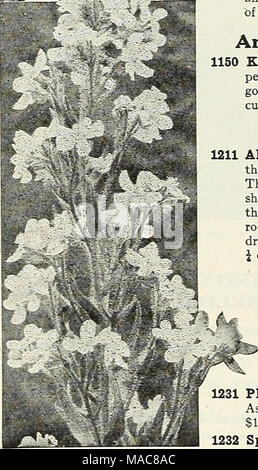 . Dreer's midsummer list 1931 . Anchusa Italica Dropmore Variety 1146 St. Brigid. A beautiful selection of the above. Our seed comes from a famous Irish grower and comprises semi-double and double flowers in a wonderful array &quot;of colors. J oz., 75 cts 15 AnthemiS (Hardy Marguerite) 1150 Kelwayi. A most satisfactory hardy perennial, bearing aU summer daisy-like golden-yeUow blossoms; excellent for cutting; 2 feet. J oz., 50 cts 10 Arabis (Rock.Cress) 1211 Alpina. A hardy perennial and one of the earliest and prettiest spring flowers. The spreading tufts are covered with a sheet of pure whi Stock Photo