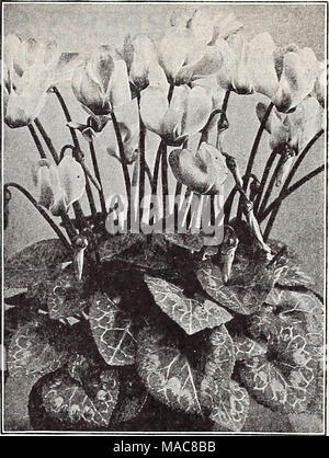 . Dreer's midsummer list 1932 . Dreer's Giant Prize Cyclamen per 100 Seeds per pkt. 2130 Special Mixture. Superior to mixtures regularly offered $1 50 2120 Persicum Mixed. Srnaller flowering than the Giants, a very fine strain 1 00 2123 Butterfly (Papilio). Mixed colors 2 00 35 15 35 DictamnUS (Gas Plant) 2348 Fraxinella Alba. A very showy hardy border peren- nial, forming a bush about 2J feet in height, having fragrant foliage and spikes of curious flowers during June and July, one of the most permanent of hardy plants. Seed somewhat slow in germinating. Special pkt., 60 cts 15 Stock Photo