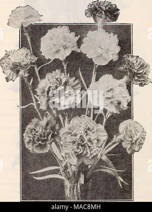 . Dreer's midsummer list 1929 . Giant Double Cabmations King CAiENDLiJis PER PKT. 1753 Giant Hyacinth-flowered or Improved Em- press {Candytuft). Quite distinct from the umbeUata sorts offered above, forming much branched plants about 18 inches high, each branch terminated by an immense spike of very large indi-idual pure white flowers. Makes a very effective white bed or border, and is invaluable for cutting. Per  oz., 40 cts.; oz., 75 cts SO 10 Carnation Carnations are general favorites for their delicious fragrance and richness of color. They are indispensable both for greenhouse culture  Stock Photo