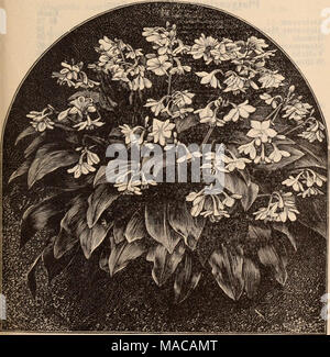 . Dreer's wholesale price list / Henry A. Dreer. . EUCHARIS AMAZONICA DIEFFENBACHIA Ficus Pandurata. (The Majestic Rubber Plant.) A truly majestic plant, its gigantic leaves are irregular in outline, of a rich, deep green with creamy-white veins and of remarkable substance, enabling the plant to flourish under the most unfavor- able conditions Each 2 feet high $2 00 3 &quot; 3 00 4 &quot; '. 4 00 Large Specimens, $5.00 to $7.50 each. Ficus Lutescens (Mistletoe Fig). Interesting on account of its free fruiting qualities, it bearing at each leaf axil a small fig, which, at first green, changes t Stock Photo