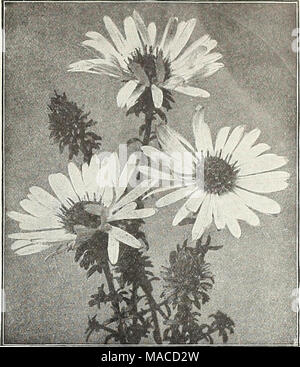 . Dreer's wholesale price list : seeds for florists plants for florists bulbs for florists vegetable seeds, fungicides, fertilizers, implements, insecticides, sundries, etc . ASTER GRANDIFLORUS Late Hardy Aster Qrandiflorus. The most valuable of all hardy Asters, not only on account of its large dark bluish violet flowers, but because it is the latest of all to flower, continuing in good condition until late in November. 3-inch pots, I2.00 per dozen ; I15.00 per 100. Hardy Asters. (Michaelmas Daisies, or Starworts.) These are among the showiest of our late-flowering hardy plants, giving a weal Stock Photo