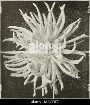 . Dreer's wholesale price list : seeds for florists plants vegetable seeds, tools, fertilizers, sundries, etc . TYPE OF CACTUS DAHLIA Superb New Cactus Dahlias of 1907. Albion. A large, long, straight-petalled pure white flower, with creamy centre, of approved form. Amos Perry. Flowers very large, with long, tubular petals. Color fiery red ; one of the earliest and freest flowering. Attila. Tender mauve pink on the edges passing to a creamy white centre; a beautiful Dahlia of large size and excellent form. Coronation. Glowing red; a medium-sized flower of fine form; splendid for cutting. Else. Stock Photo