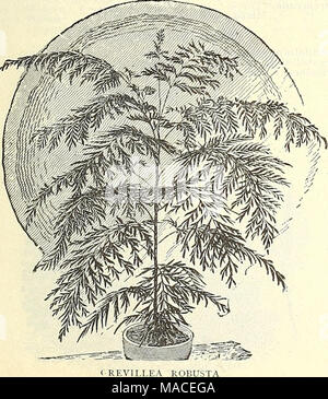 . Dreer's wholesale price list for 1904 : flower seeds decorative hardy garden greenhouse and other plants bulbs tools, fertilizers, insecticides, sundries, etc . Stock Photo