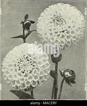 . Dreer's wholesale price list for 1903 : flower seeds, bulbs plants tools, fertilizers, insecticides, sundries, etc . POMPONE DAHLIA, SNCWCLAD Four Grand New Show Dahlias. Black Diamond. The most perfect and largest Dahlia of its color yet introduced. Almost jet black when first expanding, gradually changing to a deep blackish velvety maroon. 25 cents each ; $2.50 per dozen ; $20.00 per 100. Eureka. A fine large deep rose color, quilled petals of perfect form. 25 cents each ; $2.50 per dozen ; $20.00 per 100. Pink Dandy. A pure pink &quot;sport'' of the fancy variety Dandy ; an excellent and  Stock Photo