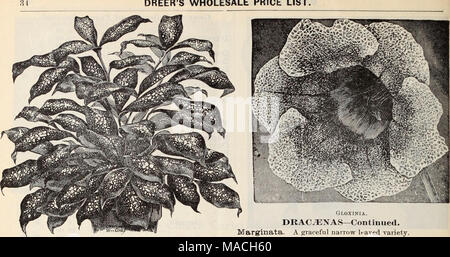 . Dreer's wholesale price list / Henry A. Dreer. . UBAf'aSNA GODSKIFIANA. DRAC^NAS. Dracaena Godseffiana. Undoubtedly one of the most striking new ornamental foliage plants of recent introduction. As shown in the illustration, the plant is of an entirely different habit and appearance from all other Draca;nas ; it is of free-branching habit, and throws out many suckers from the base so as to form beautiful, compact, graceful specimens in a very short time. Its foliage is broadly lanceolate, 5 to 6 inches long, and 2 to 3 inches wide ; of a strong leathery texture ; rich dark green color, dense Stock Photo