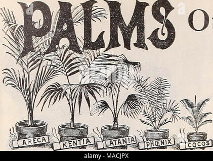 . Dreer's wholesale price list autumn edition September 1899 December : bulbs plants flower and vegetable seeds for fall ... planting implements, fertilizers and requisites . % Our Leading ...Specialty. We again call special attention to our stock of Palms, which is the largest and most complete in the country, especially in the varieties and sizes used in the general florist trade. Our stock of Kentias alone occupying over one and a half acres of glass, and all other popular varieties being on hand in proportionate quantities. Special INotiC£.—Our measurements of plants where given, as in the Stock Photo