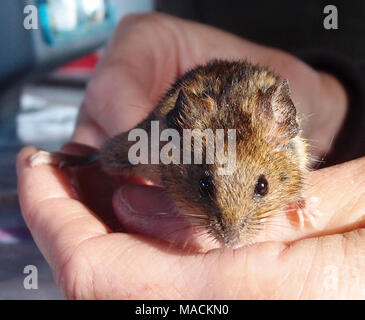 Salt marsh harvest mouse. 2012 Stock Photo