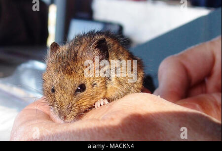 Salt marsh harvest mouse. 2012 Stock Photo