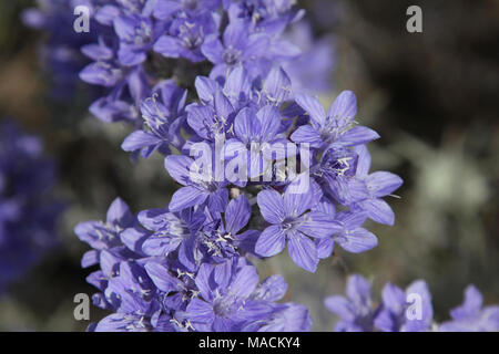 Santa Ana River woolly star. Santa Ana River woolly star (Eriastrum ...