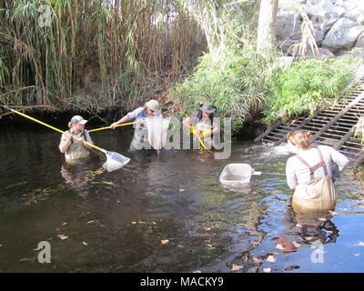 Santa Ana sucker conservation. Biologists from multiple agencies in southern California working together to remove nonnative fish from Santa Ana sucker habitat. Stock Photo