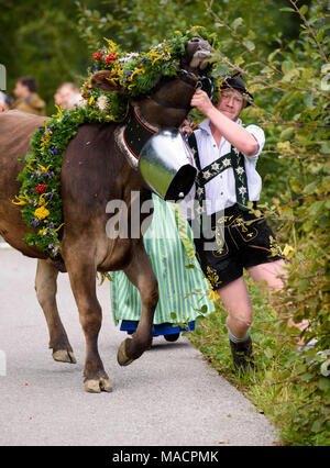 Traditional and annual driving down a herd of cows with sheperds in traditional dress back from mountain pasture to the stable of a farmhouse in the r Stock Photo