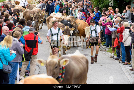 Traditional and annual driving down a herd of cows with sheperds in traditional dress back from mountain pasture to the stable of a farmhouse in the r Stock Photo