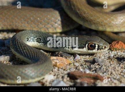 Close up of a Dahl's Whip Snake (Platyceps najadum) on the Greek Island of Kos, Greece. Stock Photo
