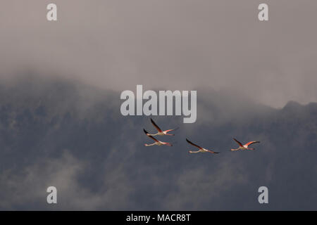 Greater Flamingos (Phoenicopterus roseus) in Flight on the Dodecanese island of Kos Greece with mountains in the background. Stock Photo