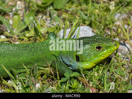 Adult male Balkan Green Lizard (Lacerta trilineata) on the Greek Island of Kos Stock Photo