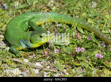 Adult male Balkan Green Lizard (Lacerta trilineata) on the Greek Island of Kos Stock Photo