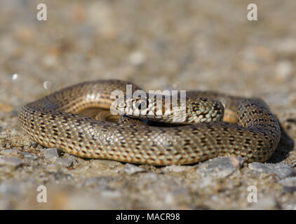 Juvenile Black Whip Snake (Dolichophis jugularis) on the Greek Island of Kos Stock Photo