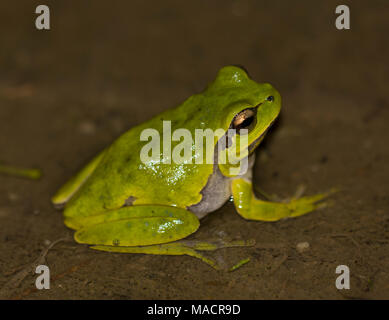 Eastern Tree Frog (Hyla orientalis) Dodecanese island of Kos Greece