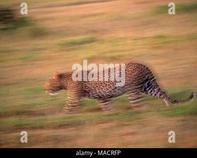 slow pan image of young adult male leopard (Panthera pardus) walking in early morning light in the  Masai Mara Conservancies,Kenya,Africa Stock Photo