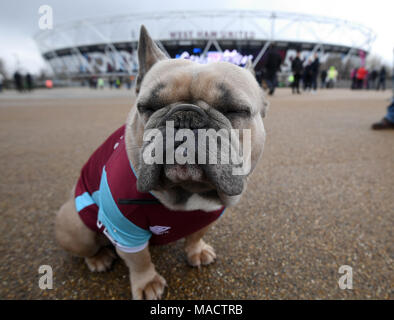 Bubbles the dog wearing a West Ham shirt before the Premier League match at the London Stadium. Stock Photo