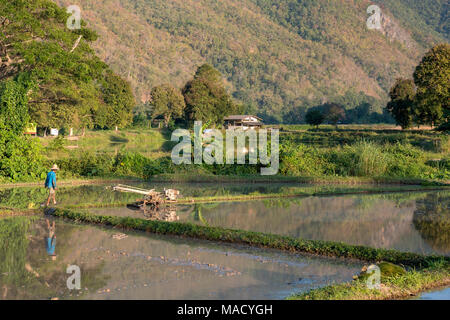 farmers at work in a rice field, Mae Hong Son Thailand 20.01.2018 Stock Photo