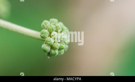 A macro shot of a common ivy flower head developing. Stock Photo