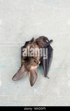 Dead brown long-eared bat (Plecotus auritis). Stock Photo