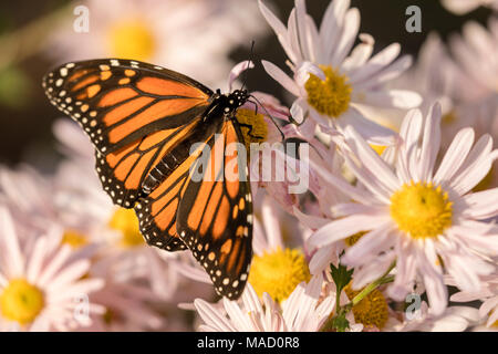 Monarch Butterfly on white and yellow daisies. Stock Photo