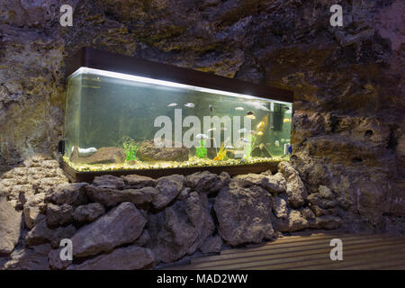 decorative aquarium with colourfull fishes and water plants in stone cave Stock Photo