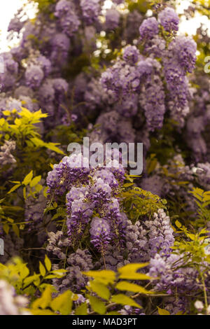 Beautiful blooming wisteria shot with shallow depth of field. Vertical composition. Stock Photo