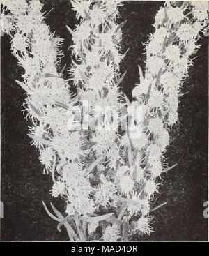 . Dreer's wholesale catalog for florists and market gardeners : 1940 winter spring summer . Liatris, September Glory Liatris—Blazing Star, Gay Feather Scariosa alba. The White Blazing Star. Imposing plants growing 3-4 feet tall with elegant flower spikes thickly covered with lovely fluffy white blooms that reach more than half way down the stems. Planted in groups of 3 or more it is without question a most effective white subject&quot; in the garden during August and September. Also very fine for cutting. 3-inch pots, $3.00 per doz.; $20.00 per 100. September Glory. An exceptionally showy type Stock Photo