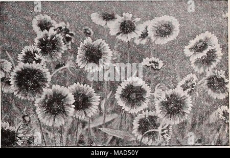 . Dreer's wholesale catalog for florists and market gardeners : 1939 winter spring summer . Gaillardia grandiflora Gaillardia—Blanket Flower Per doz. Per 100 Grandiflora, 4-inch pots $1 50 $10 00 Goblin. This new dwarf compact-grow- ing Gaillardia grows 12-15 inches tall and is covered from early June to frost with large showy deep red blooms bordered with yellow. 3-inch pots 2 50 15 00 Mr. Sherbrook. An outstanding English variety. The brightest of any yel- low we have yet seen. The full round flowers are rich golden yellow with lighter center. Blooms continuously from early summer until late Stock Photo