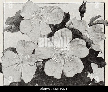 . Dreer's wholesale catalog for florists : autumn 1938 edition . Max Graf Two Trailing Roses Max Graf. Makes an excellent pillar or climbing Rose, but will be found most valuable as a ground cover. The foliage resembles Rosa Rugosa and is retained very late in the season. Absolutely hardy. Has large single bright pink flowers with prettily crimped petals. For planting on a steep bank or for trailing over a stone wall, it has no equal. $30.00 per 100. Wichuraiana (Memorial Rose). Fragrant, single, pure white flowers with yellow stamens followed in the fall by bright red hips or berries. Almost  Stock Photo