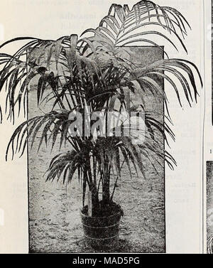 . Dreer's wholesale catalog for florists : autumn 1938 edition . Stock Photo