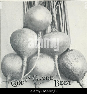 . Dreer's seeds, plants and bulbs are reliable . Crimson Globe Beet This Beet is remarkable for its smooth skin and fine shape. We have been growing it on our trial grounds for several years, and cannot help noting its many desirable qualities. It is a second early variety, does not grow large and coarse, the matured Beets being medium in size and of good shape. The flesh and skin are both very dark and quality fine, being sweet and tender. The tops are small and dark in color. We are confident that this Beet will please all who plant it. Pkt., lo cts.; oz., 15 cts.; ^-Ib,, 35 cts.; lb., $1.00 Stock Photo