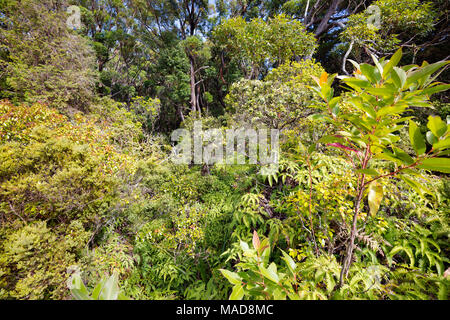 Rainforest foliage in the Kamakou Nature Conservancy Preserve, Molokai, Hawaii, USA. Stock Photo