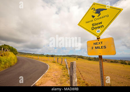 A sign warning drivers that Nene Goose (pronounced nay nay), Nesochen sandvicensis, are found in this area on the east end of the island of Molokai, H Stock Photo