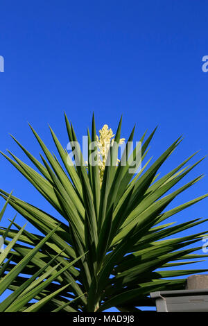 Yucca plant in flower Stock Photo