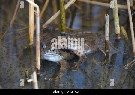 Two common frogs in a lake Hopfensee mating, near frogspawn already laid Stock Photo