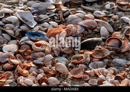 Background seashells on beach different kinds closeup Stock Photo