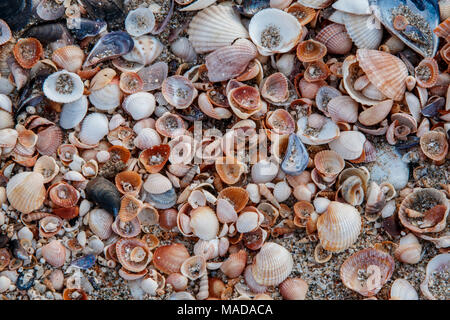 Background seashells on beach different kinds, background Stock Photo