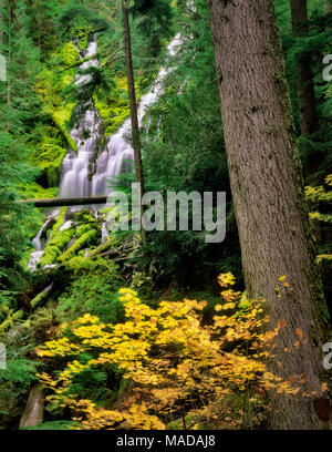 Upper Proxy Falls with fall color. Three Sisters Wilderness. Willamette National Forest. Oregon. Stock Photo