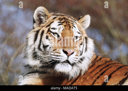 Close up of beautiful Siberian tiger looking for prey Stock Photo - Alamy