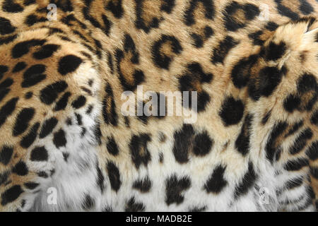 Living Leopard Print Stock Photo