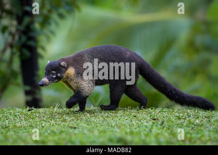 Cozumel Island Coati (nasua Narica Nelsoni), Cozumel Island, Mexico 