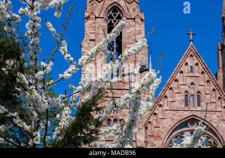 Wild cherry blossom, Prunus avium, white flowers, St Paul, Lutheran temple, protestant church, Strasbourg, Alsace, France, Europe, Stock Photo