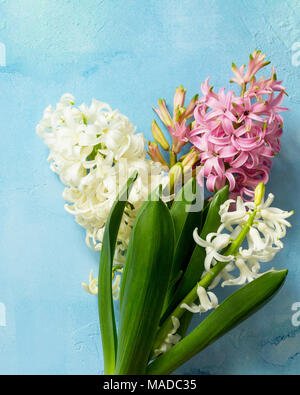 White and pink hyacinth floral on blue concrete background, spring flowers background. Top view flat lay background. Stock Photo
