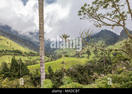 Lush, green Cocora Valley graced by many tall and slender wax palms growing well above the height of surrounding trees in the cloud forest. Stock Photo
